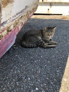 写真：相島cat