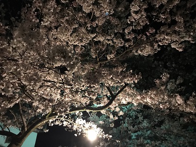 イメージ：夜桜