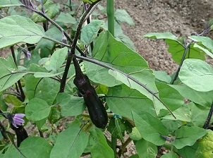 イメージ：家庭菜園