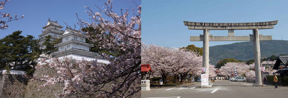 イメージ：あおやぎバスハイクのご案内 3月「西九州・雲仙お花見プラン」