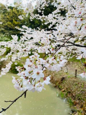 写真：桜