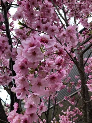 写真：桜