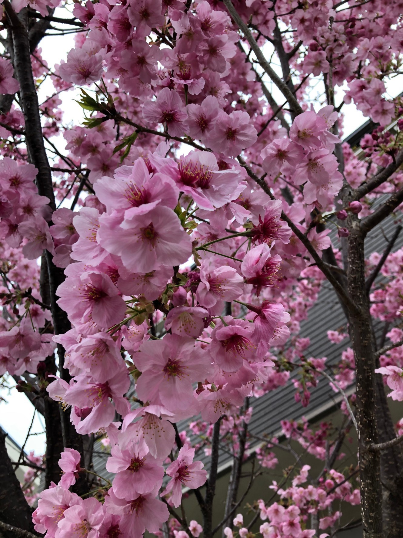 イメージ：桜