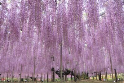 写真：早い終息を祈りまして