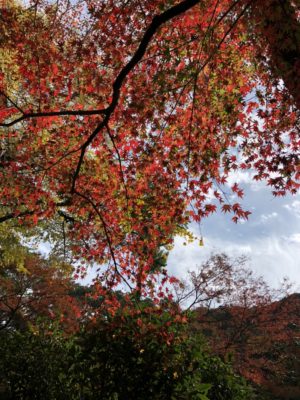 写真：気持ちの良い秋