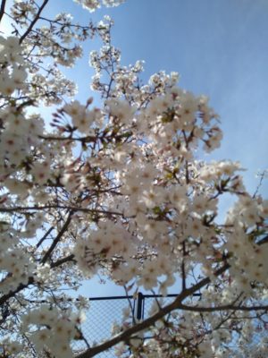 写真：桜