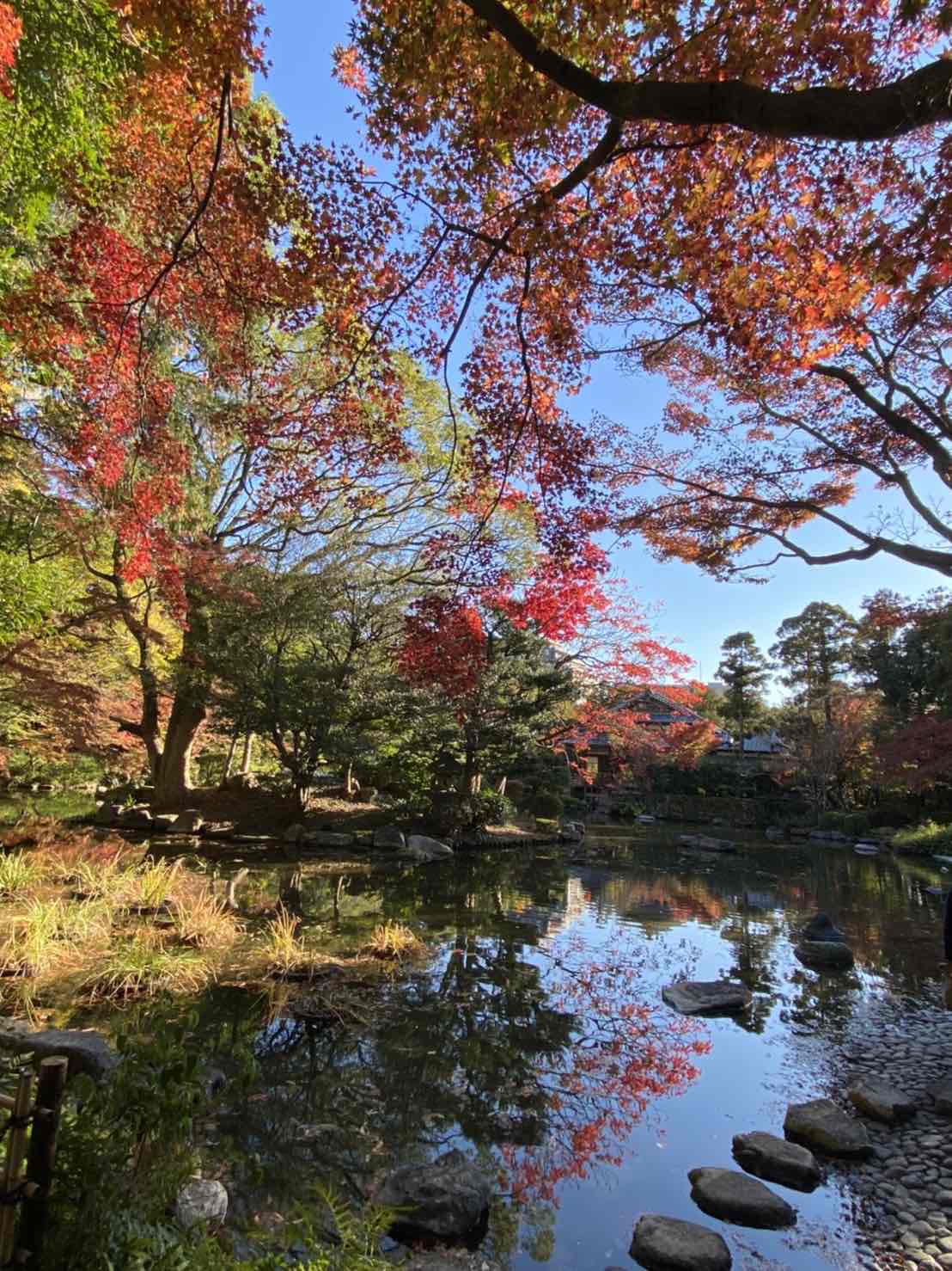 イメージ：友泉亭公園の紅葉🍁