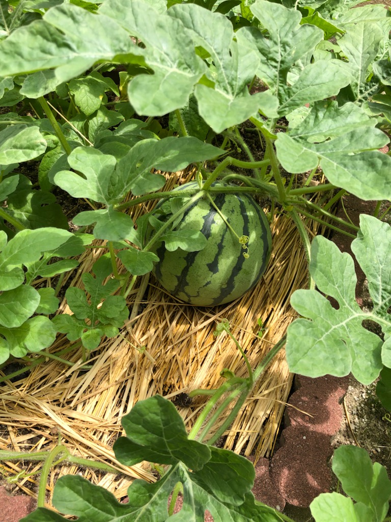 イメージ：我が家の家庭菜園