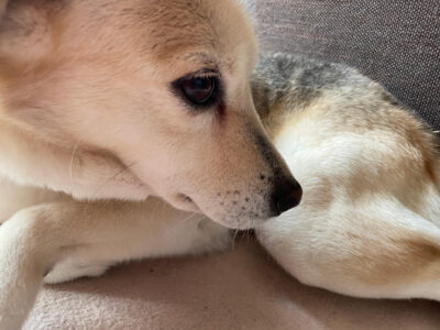 写真：愛犬〝さくら〟