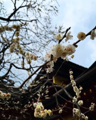 写真：「 春 」
