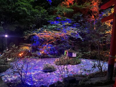 写真：紫陽花