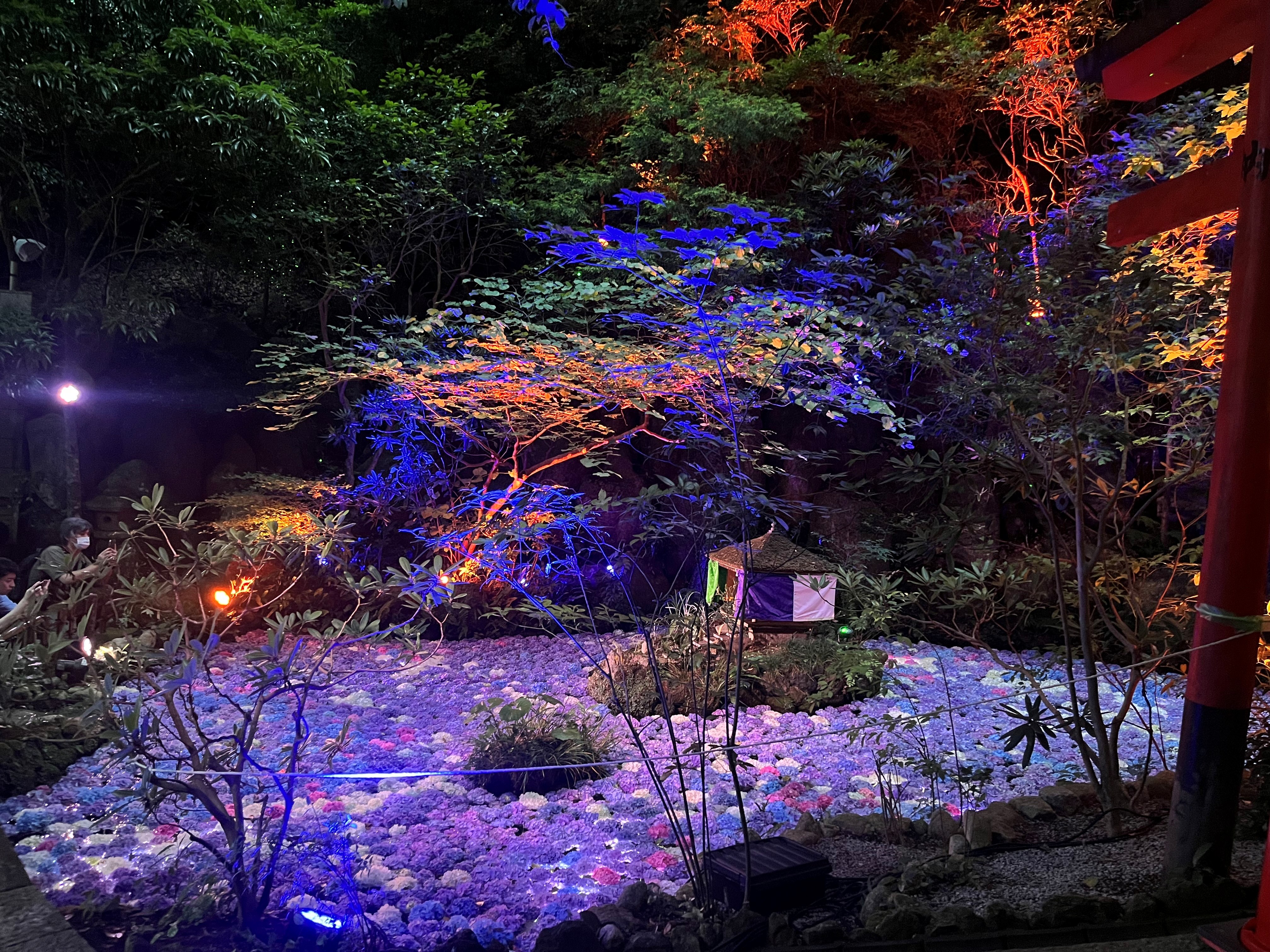 イメージ：紫陽花
