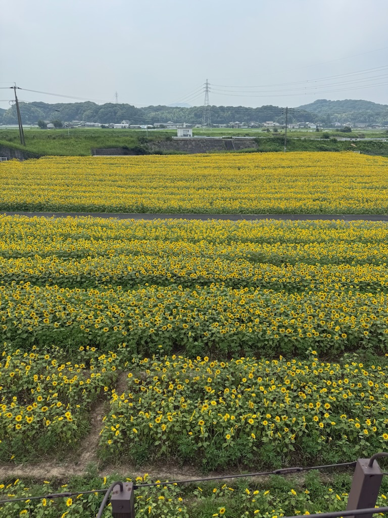 イメージ：ひまわりと過ごす、真夏の一日