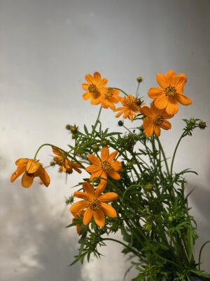 写真：キバナコスモス