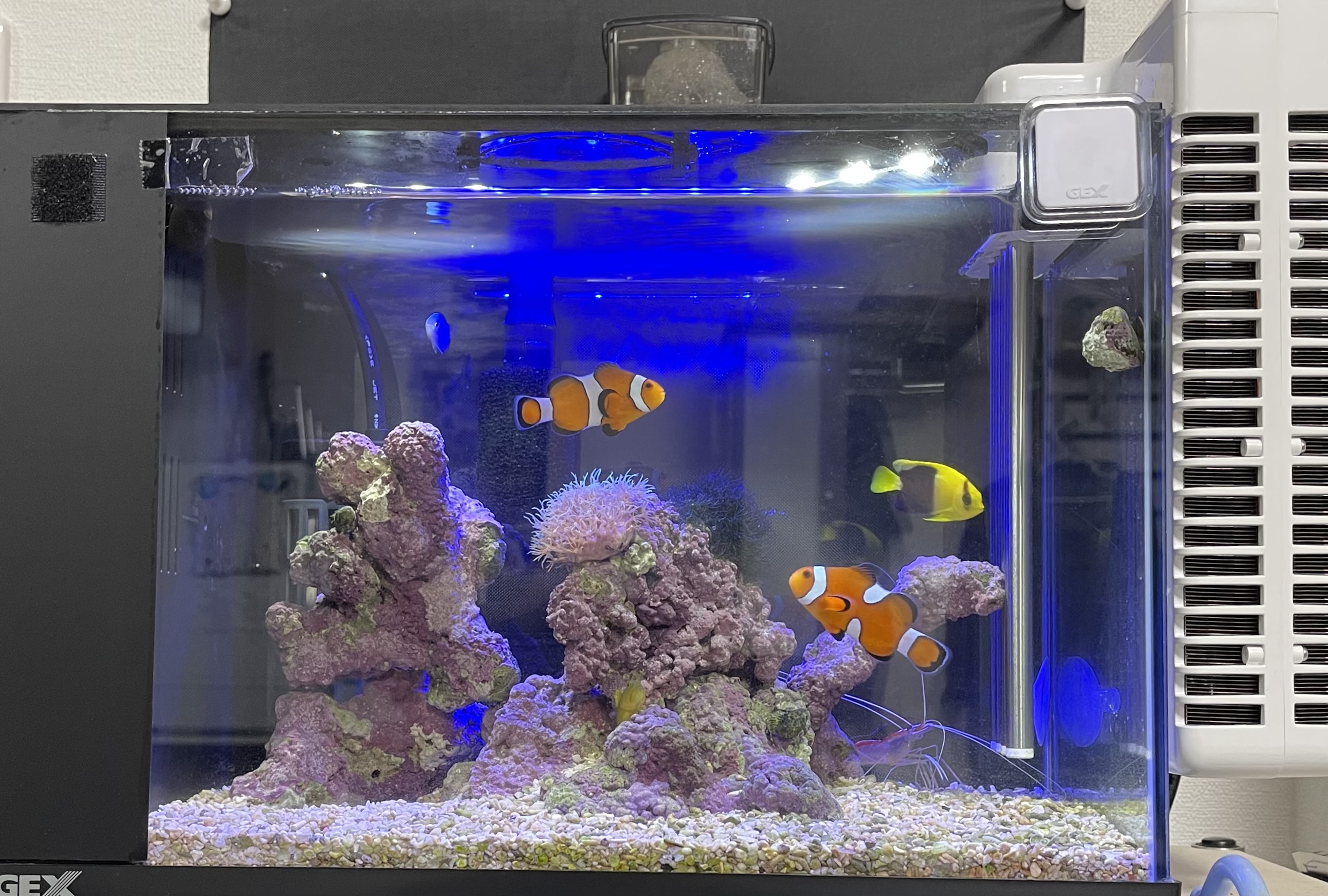 イメージ：観賞魚