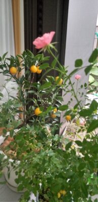 写真：小みかんと迎える冬の入り口