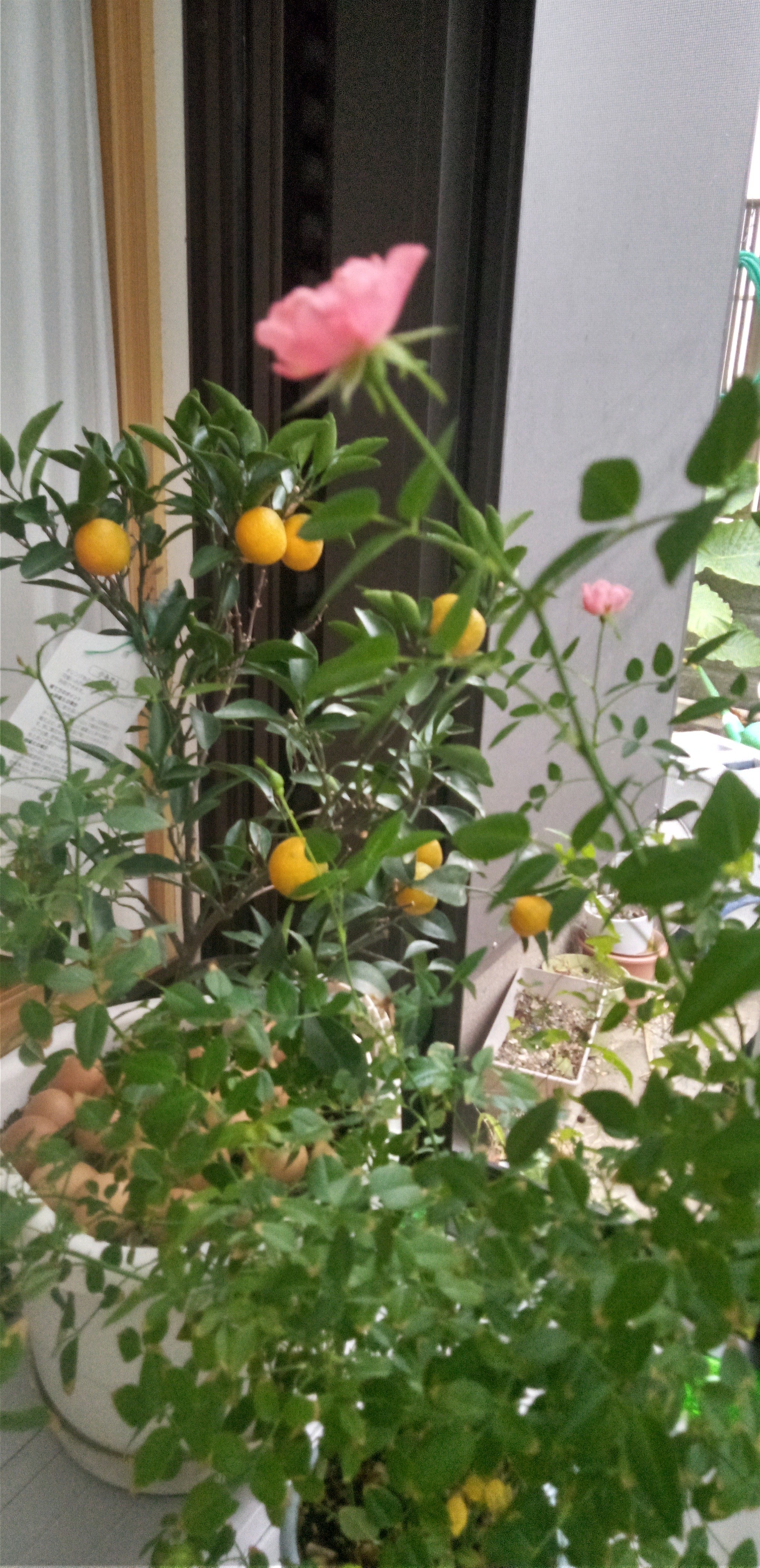 イメージ：小みかんと迎える冬の入り口