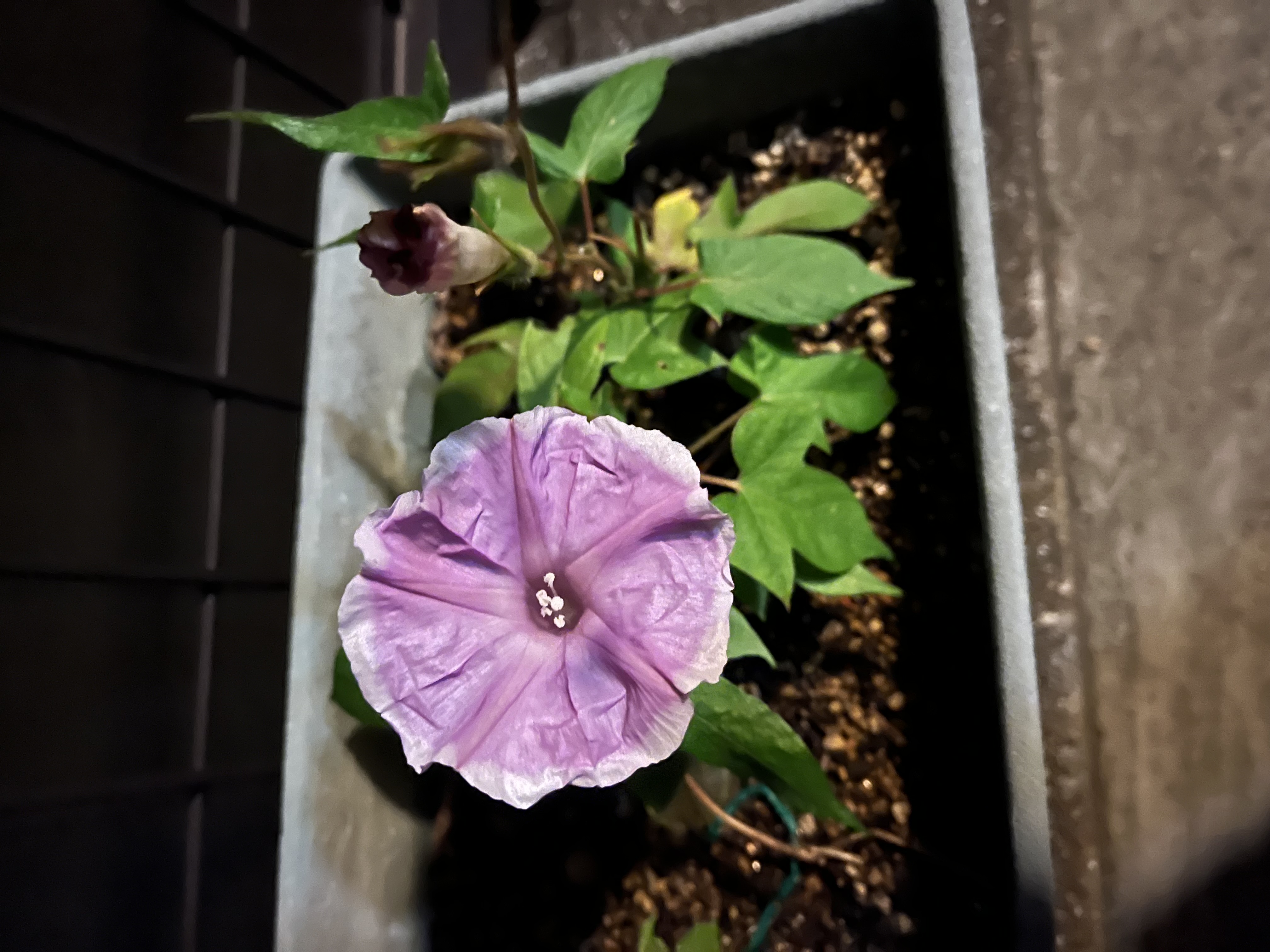 イメージ：晩秋に出会った“生命の逆行”