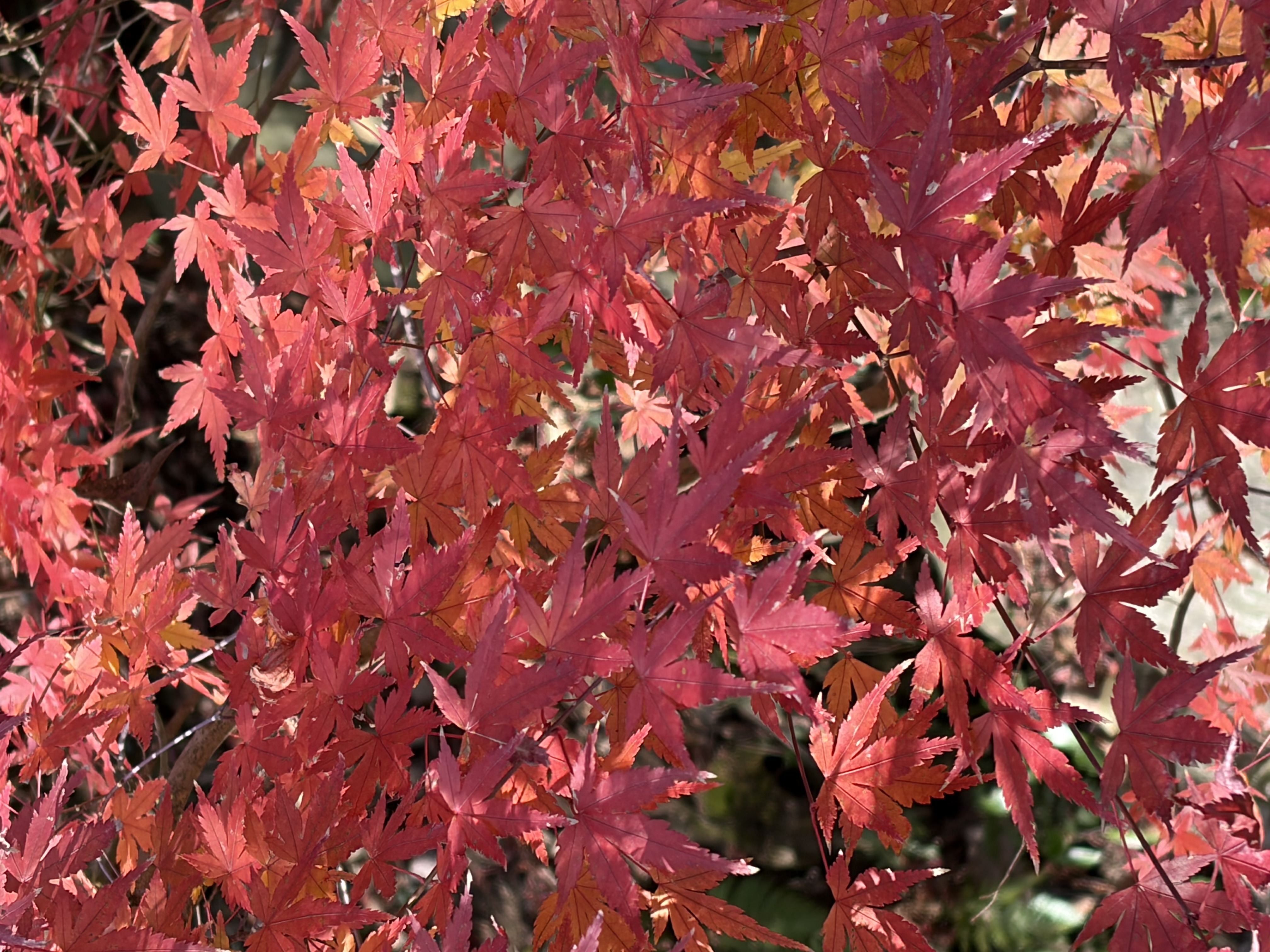 イメージ：癒しを求めて