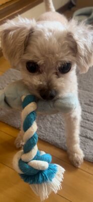 写真：愛犬との別れ