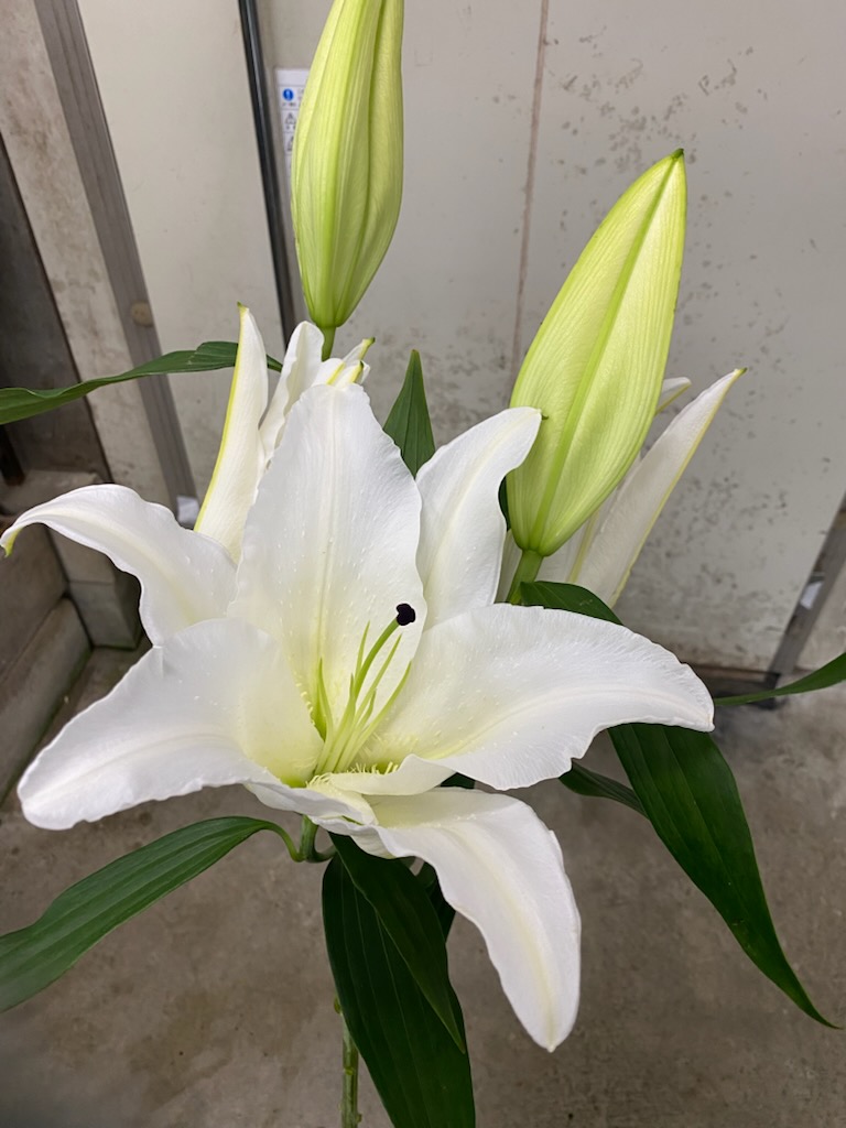 イメージ：開花