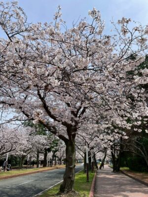写真：春を満喫