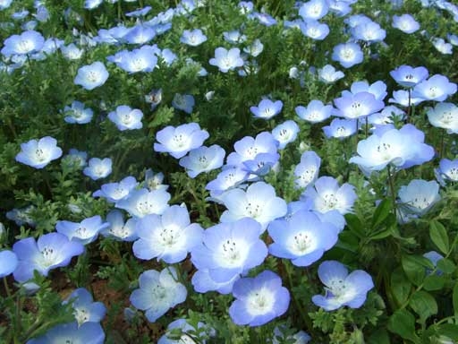 イメージ：花に癒されるゴールデンウィーク ― 身近な春を見つける旅