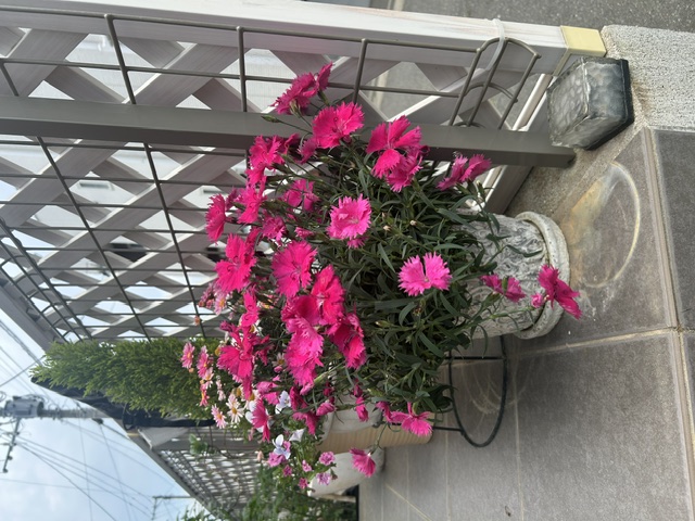 イメージ：花満開
