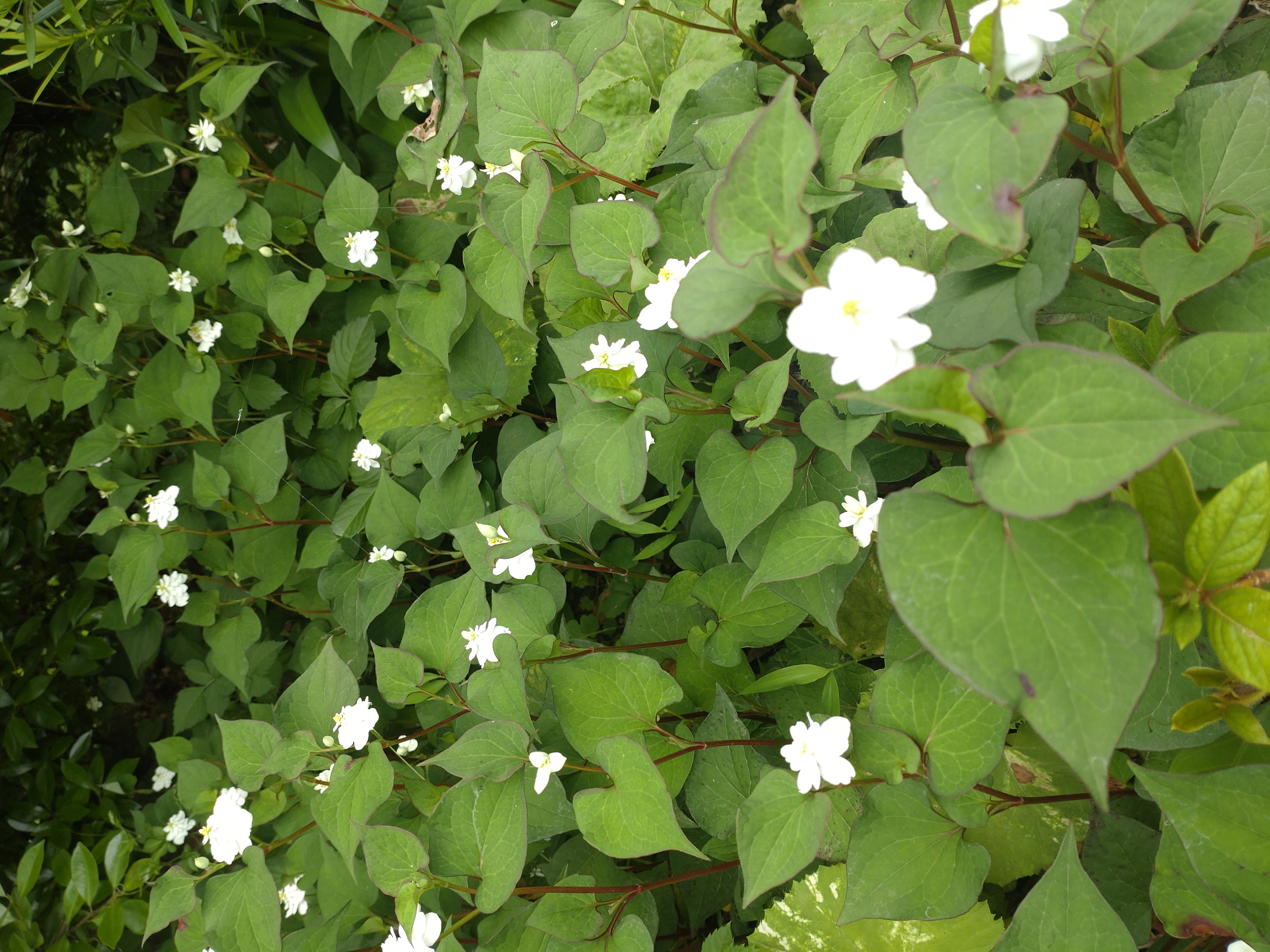 ドクダミの花