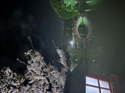 写真：花言葉は「優れた美人」