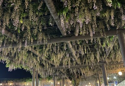 写真：大藤まつり