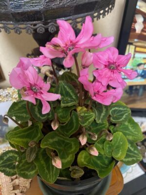 写真：植物の生命力
