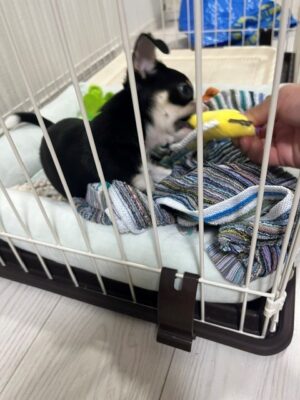 ワンちゃん