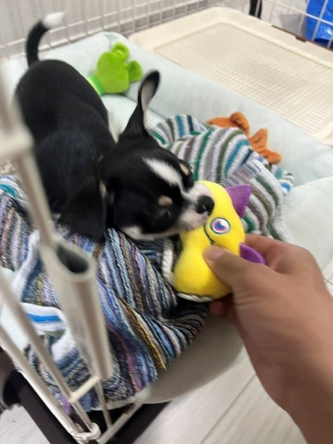 イメージ：癒されます