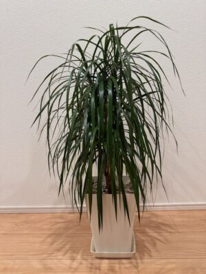 写真：観葉植物