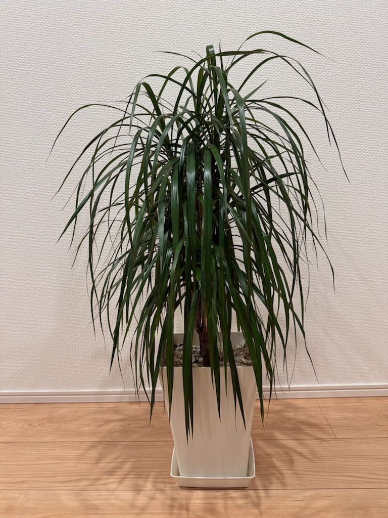 イメージ：観葉植物